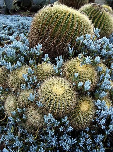 Desert Garden Plants – Landscaping plants & irrigation tips for desert ...